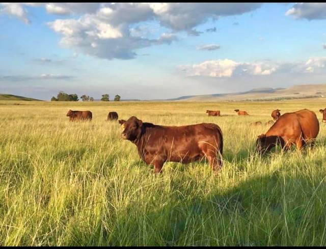 FARM FOR SALE IN MEMEL RURAL